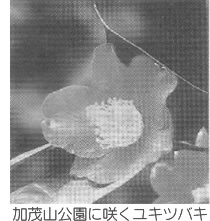 加茂山公園に咲くユキツバキ